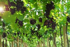 %e0%b8%ad%e0%b8%87%e0%b8%b8%e0%b9%88%e0%b8%99